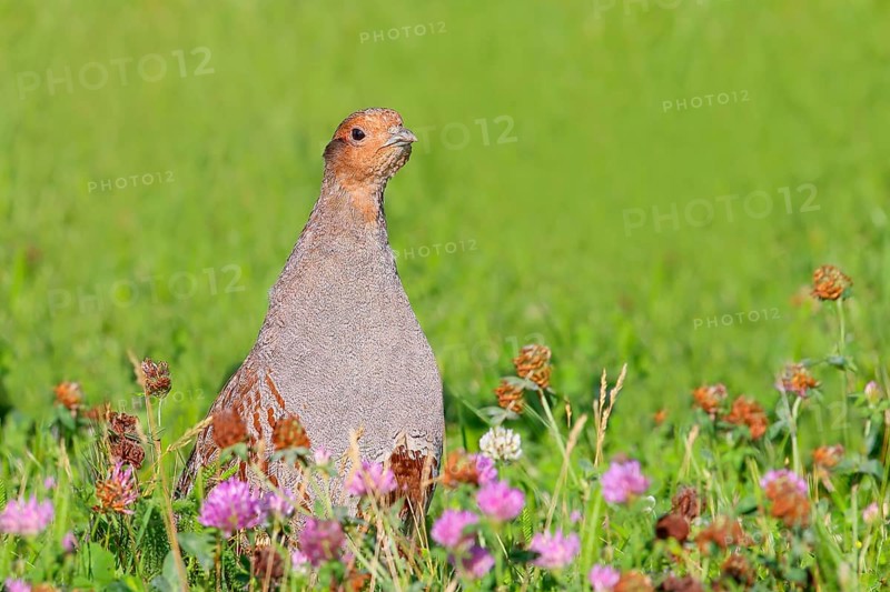 Gray partridge (Perdix perdix), rooster looking attentively from clover meadow, wildlife, hen birds, Sankt Andrä am Zicksee, Seewinkel, Northern Burgenland, Lake Neusiedl-Seewinkel National Park, Burgenland, Austria, Europe