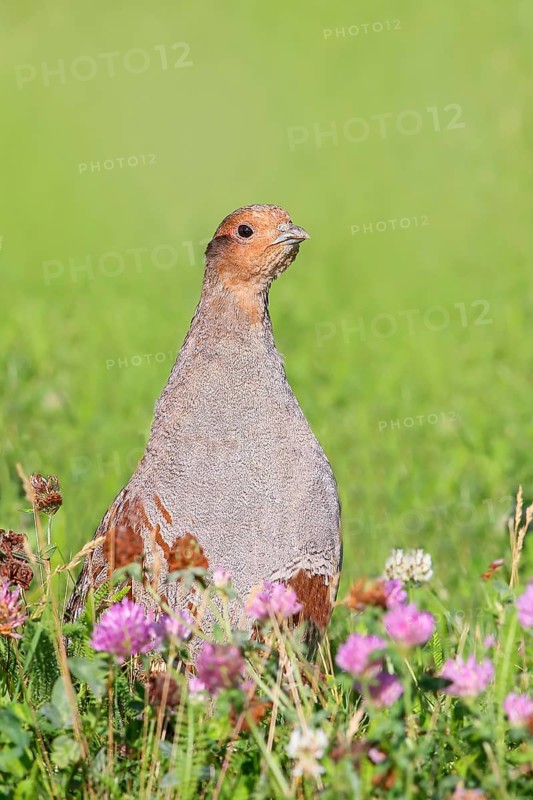 Gray partridge (Perdix perdix), rooster looking attentively from clover meadow, wildlife, hen birds, Sankt Andrä am Zicksee, Seewinkel, Northern Burgenland, Lake Neusiedl-Seewinkel National Park, Burgenland, Austria, Europe