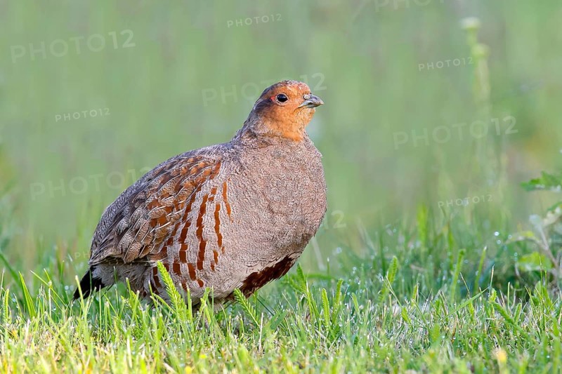 Gray partridge (Perdix perdix), rooster looks attentively, wildlife, hen birds, Sankt Andrä am Zicksee, Seewinkel, northern Burgenland, Neusiedler See-Seewinkel National Park, Burgenland, Austria, Europe