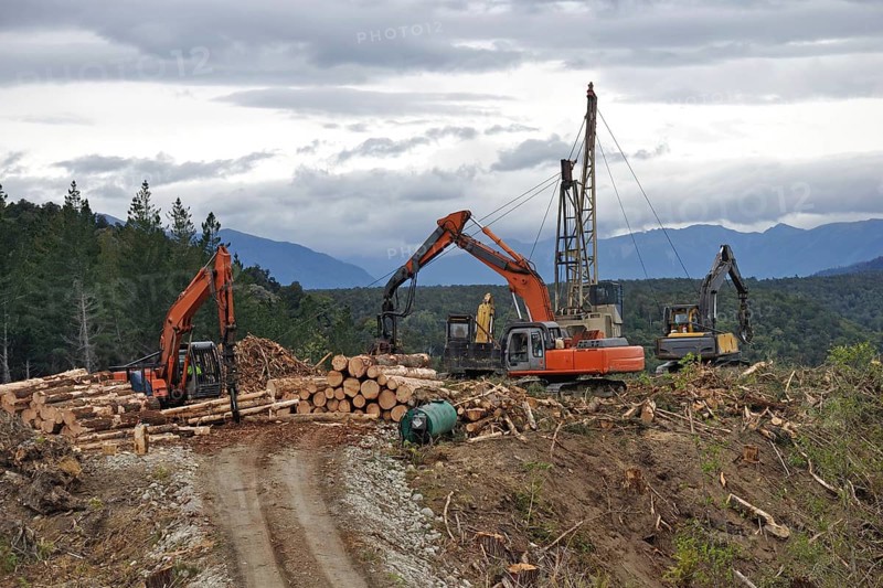 A timber hauler drags Pinus radiata logs to a loading site at a forestry block in Westland