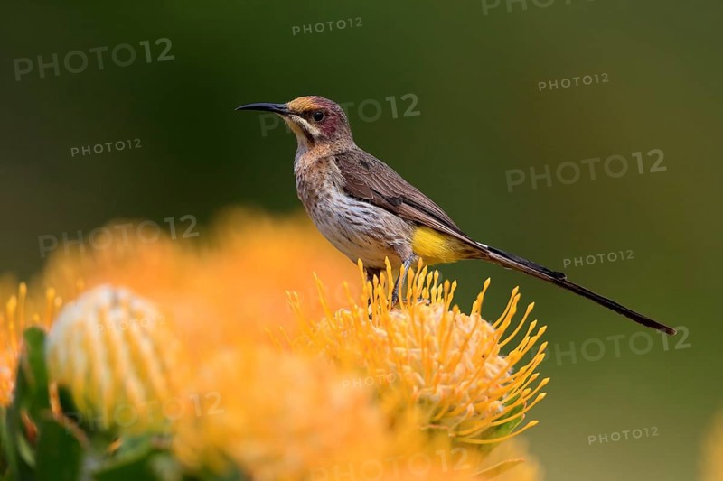 Cape Honeybird (Promerops cafer), adult, female, on flower, Protea, vigilant, Kirstenbosch Botanic Gardens, Cape Town, South Africa, Africa