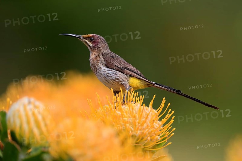 Cape Honeybird (Promerops cafer), adult, female, on flower, Protea, vigilant, Kirstenbosch Botanic Gardens, Cape Town, South Africa, Africa