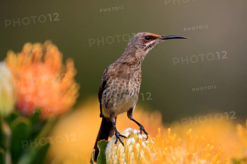 Cape Honeybird (Promerops cafer), adult, female, on flower, Protea, vigilant, Kirstenbosch Botanic Gardens, Cape Town, South Africa, Africa