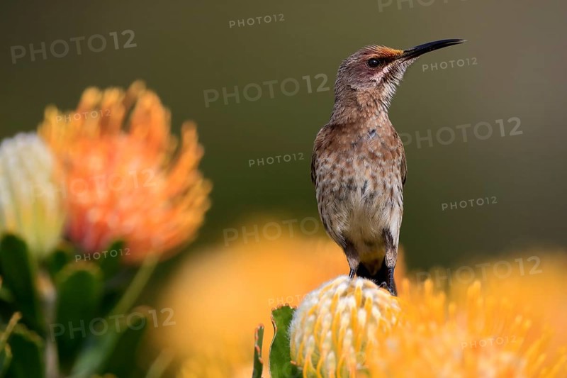 Cape Honeybird (Promerops cafer), adult, female, on flower, Protea, vigilant, Kirstenbosch Botanic Gardens, Cape Town, South Africa, Africa