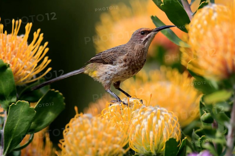 Cape Honeybird (Promerops cafer), adult, female, on flower, Protea, vigilant, Kirstenbosch Botanic Gardens, Cape Town, South Africa, Africa