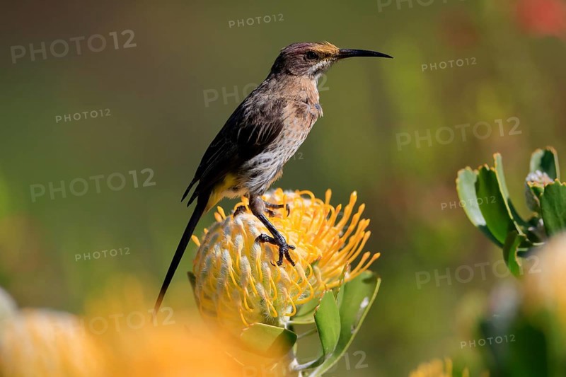 Cape Honeybird (Promerops cafer), adult, female, on flower, Protea, vigilant, Kirstenbosch Botanic Gardens, Cape Town, South Africa, Africa