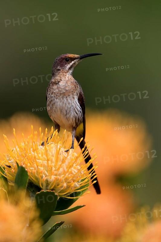 Cape Honeybird (Promerops cafer), adult, female, on flower, Protea, vigilant, Kirstenbosch Botanic Gardens, Cape Town, South Africa, Africa