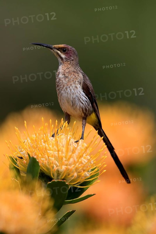 Cape Honeybird (Promerops cafer), adult, female, on flower, Protea, vigilant, Kirstenbosch Botanic Gardens, Cape Town, South Africa, Africa