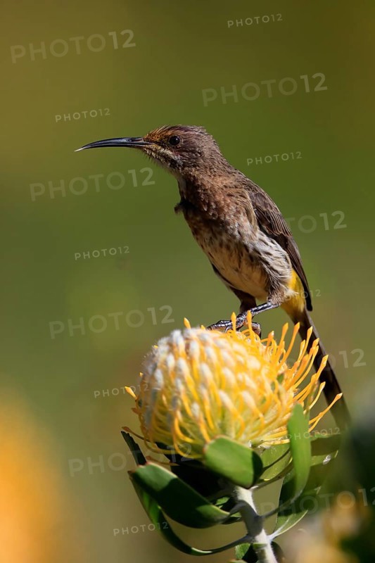 Cape Honeybird (Promerops cafer), adult, female, on flower, Protea, vigilant, Kirstenbosch Botanic Gardens, Cape Town, South Africa, Africa