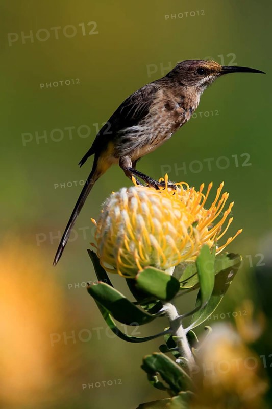 Cape Honeybird (Promerops cafer), adult, female, on flower, Protea, vigilant, Kirstenbosch Botanic Gardens, Cape Town, South Africa, Africa