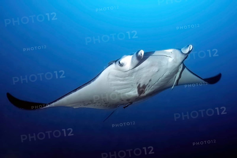 Manta ray (Manta birostris) Giant manta ray swimming in open sea through blue water, Pacific, Indo-Pacific, Indian Ocean