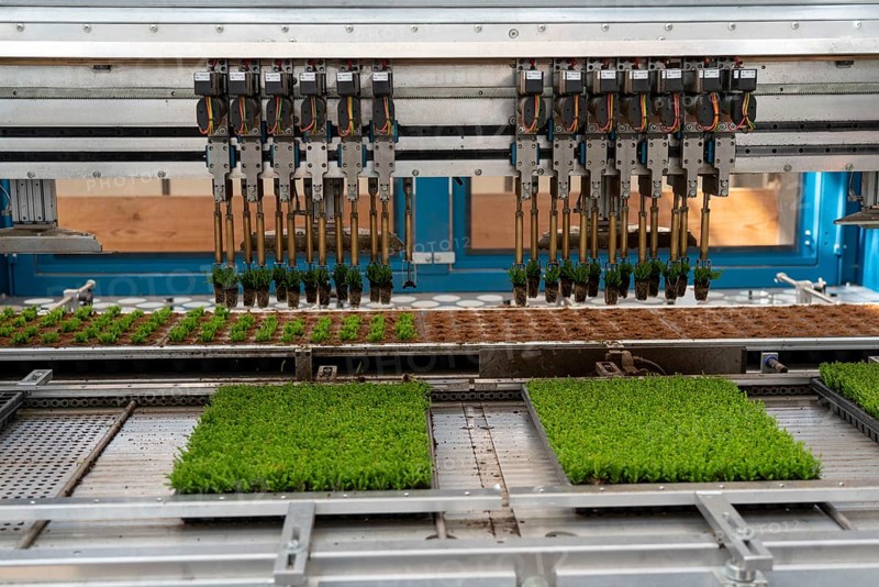 Horticultural business, cuttings, heather, heather plants, Calluna vulgaris, are repotted after growing by a planting robot, in larger flower pots, for further growth, North Rhine-Westphalia, Germany, Europe
