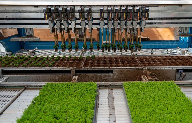 Horticultural business, cuttings, heather, heather plants, Calluna vulgaris, are repotted after growing by a planting robot, in larger flower pots, for further growth, North Rhine-Westphalia, Germany, Europe