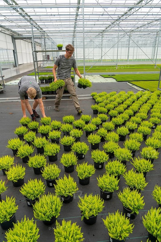 Horticultural nursery, mother plants from which cuttings of heather, broom heather plants, Calluna vulgaris, are grown, North Rhine-Westphalia, Germany, Europe