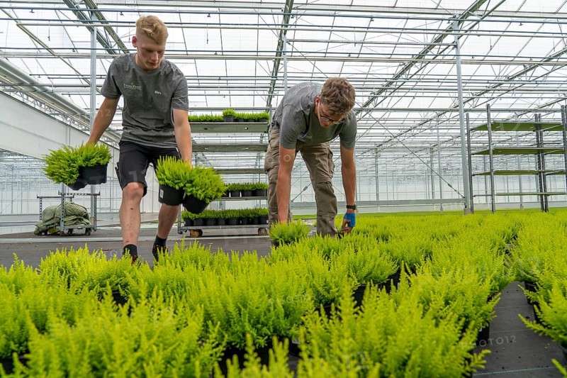 Horticultural nursery, mother plants from which cuttings of heather, broom heather plants, Calluna vulgaris, are grown, North Rhine-Westphalia, Germany, Europe