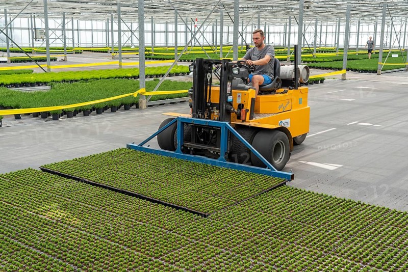 Horticultural business, cuttings, heather, heather plants, Calluna vulgaris, are transported after growing and repotting, into a greenhouse, for further growth, North Rhine-Westphalia, Germany, Europe