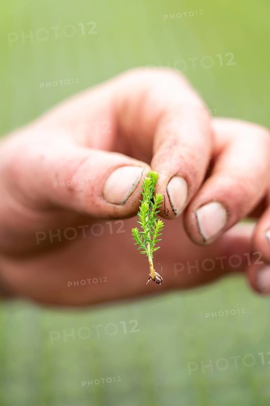 Garden nursery, cuttings, heather, broom heather plants, Calluna vulgaris, in the propagation house, here the plants grow in high humidity to develop their own roots in front of they are repotted to grow into a lavender pot plant, North Rhine-Westphalia, Germany, Europe