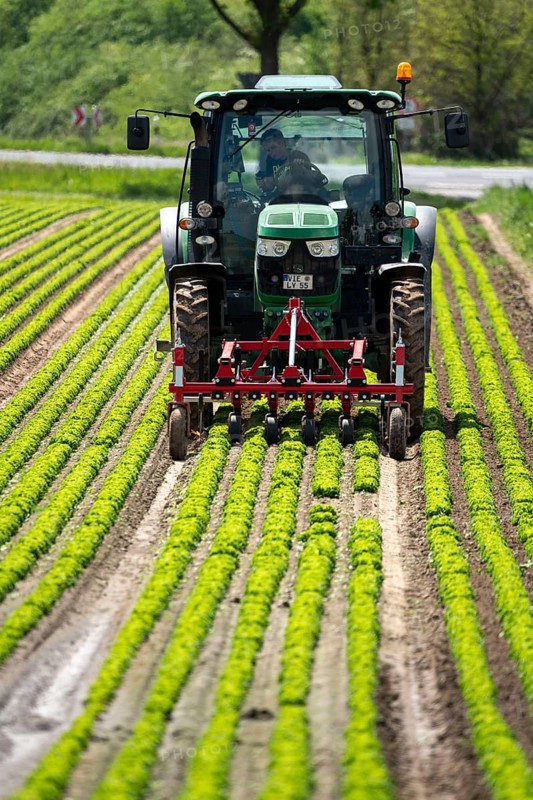 Agriculture, lettuce growing in a field, Lollo Bionda and Lollo Rossa, in long rows of plants, working the field with a finger hoe that mechanically removes the weeds between the plants, North Rhine-Westphalia, Germany, Europe