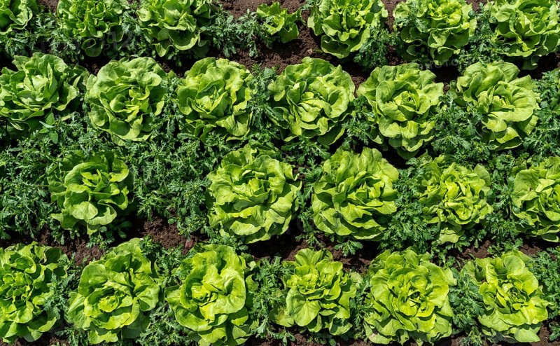 Agriculture, lettuce growing in a field, green lettuce, in long rows of plants, North Rhine-Westphalia, Germany, Europe
