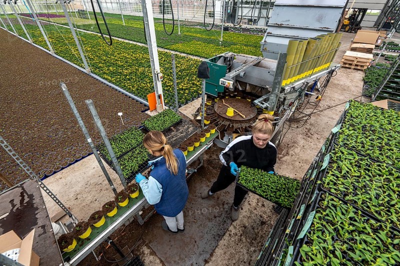 Horticultural business, greenhouse, young plants are potted, the potting soil is filled into the flower pots with a potting machine, employees place the young plants, balcony plants, ornamental plants, into the pots, they are then placed in beds to grow there, Straelen, North Rhine-Westphalia, Germany, Europe