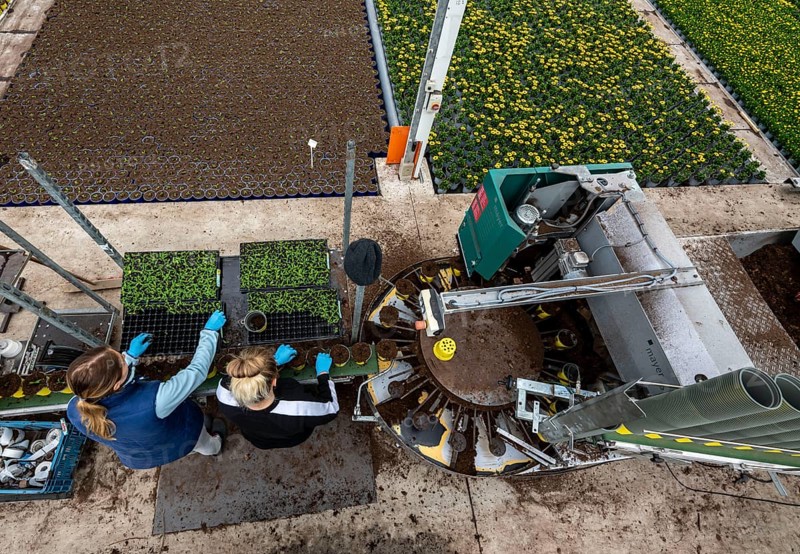 Horticultural business, greenhouse, young plants are potted, the potting soil is filled into the flower pots with a potting machine, employees place the young plants, balcony plants, ornamental plants, into the pots, they are then placed in beds to grow there, Straelen, North Rhine-Westphalia, Germany, Europe