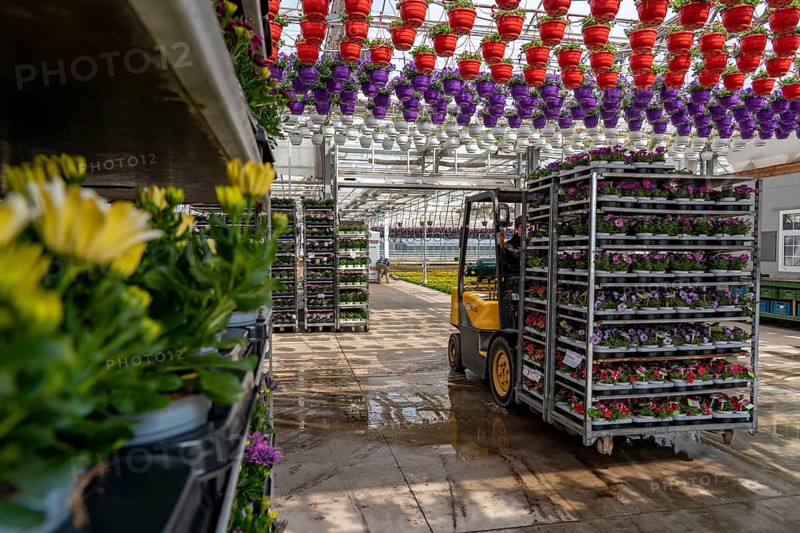 Horticultural business, greenhouse, flowers, various types, are loaded onto a lorry for a customer, Straelen, North Rhine-Westphalia, Germany, Europe