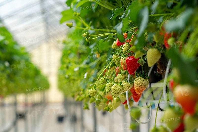 Strawberry cultivation in a greenhouse, strawberry plants with berries at different stages of ripeness, individually watered and supplied with nutrients by drip irrigation, growing in a substrate culture in raised beds, near Dormagen, Rhineland, North Rhine-Westphalia, Germany, Europe