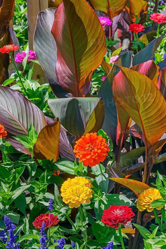 Cannas (Canna), and zinnias (Zinnia), in the Hofgarten, Kempten, Allgäu, Bavaria, Germany, Europe