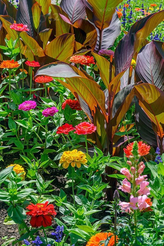 Cannas (Canna), and zinnias (Zinnia), in the Hofgarten, Kempten, Allgäu, Bavaria, Germany, Europe