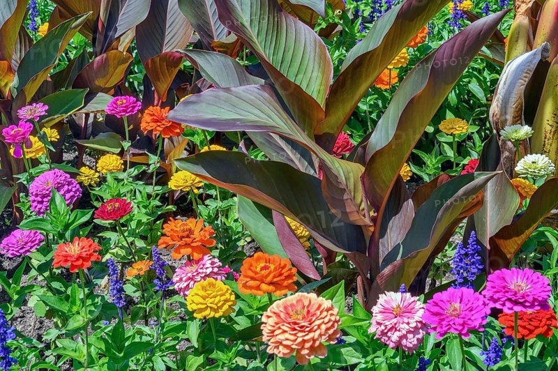 Cannas (Canna), and zinnias (Zinnia), in the Hofgarten, Kempten, Allgäu, Bavaria, Germany, Europe