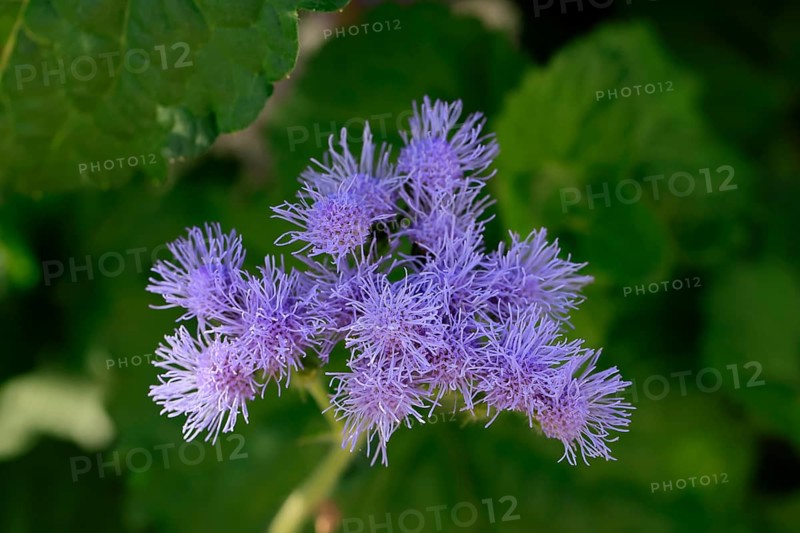 Flossflower (Ageratum houstonianum), flower, Ellerstadt, Germany, Europe