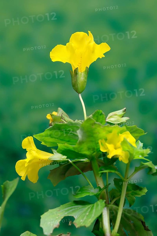 Common monkey-flower (Mimulus guttatus), also known as spotted monkey-flower or common monkey-flower, flowering, flower, aquatic plant, at a pond, Ellerstadt, Germany, Europe