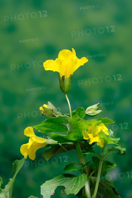 Common monkey-flower (Mimulus guttatus), also known as spotted monkey-flower or common monkey-flower, flowering, flower, aquatic plant, at a pond, Ellerstadt, Germany, Europe
