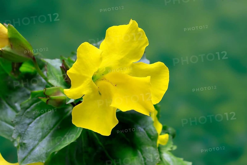 Common monkey-flower (Mimulus guttatus), also known as spotted monkey-flower or common monkey-flower, flowering, flower, aquatic plant, at a pond, Ellerstadt, Germany, Europe