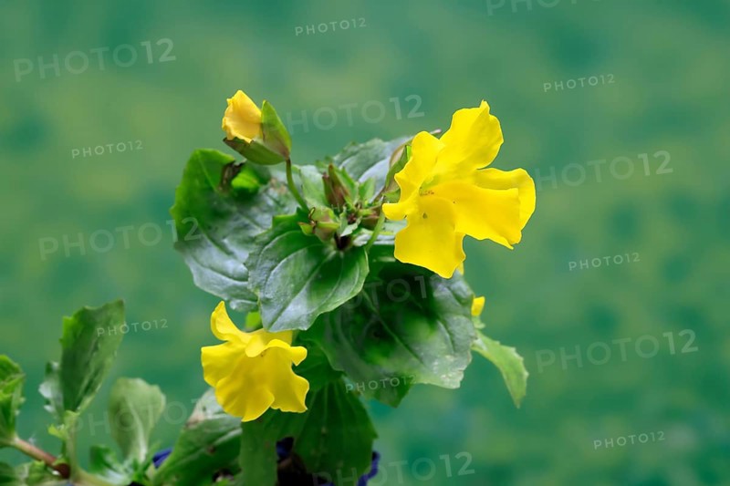 Common monkey-flower (Mimulus guttatus), also known as spotted monkey-flower or common monkey-flower, flowering, flower, aquatic plant, at a pond, Ellerstadt, Germany, Europe