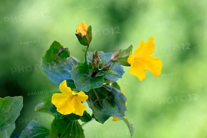 Common monkey-flower (Mimulus guttatus), also known as spotted monkey-flower or common monkey-flower, flowering, flower, aquatic plant, at a pond, Ellerstadt, Germany, Europe