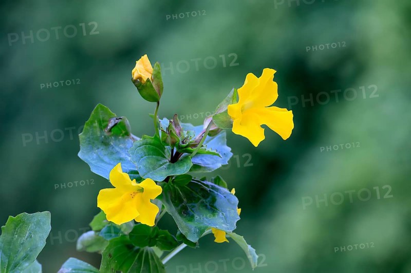 Common monkey-flower (Mimulus guttatus), also known as spotted monkey-flower or common monkey-flower, flowering, flower, aquatic plant, at a pond, Ellerstadt, Germany, Europe