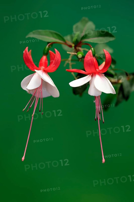 Fuchsias (Fuchsia), flowering, flower, Ellerstadt, Germany, Europe