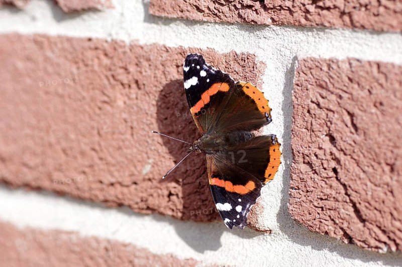 Red admiral (Vanessa atalanta), Butterfly, Macro, Clinker bricks, The butterfly admiral sits with spread wings on a wall