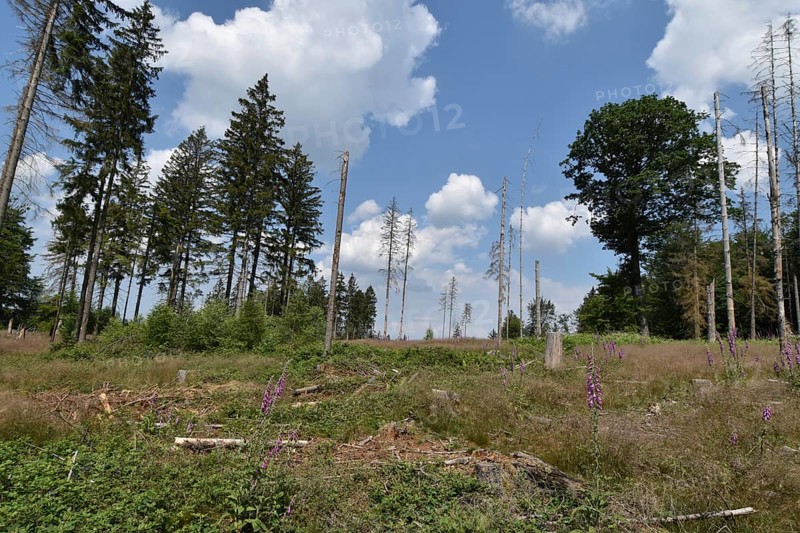 Forest dieback in the Hunsrück-Hochwald National Park with clear-cutting on a hilltop, Rhineland-Palatinate, GermanyRhineland-Palatinate, Germany, Europe
