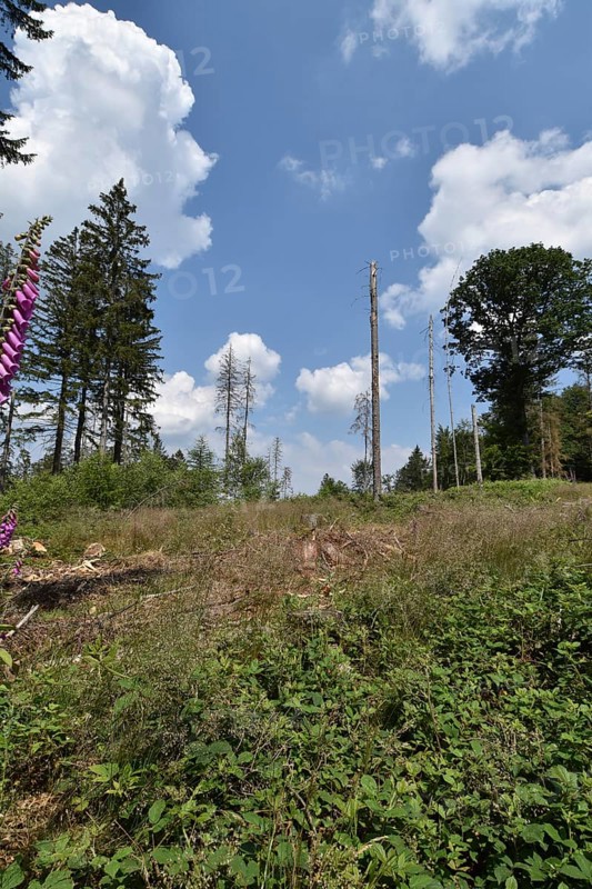 Forest dieback in the Hunsrück-Hochwald National Park with clear-cutting on a hilltop, Rhineland-Palatinate, Germany, Europe