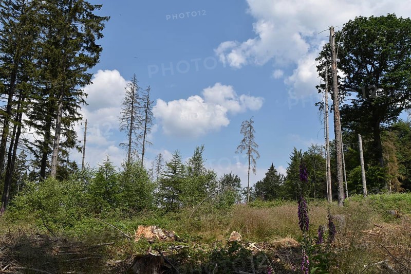 Forest dieback in the Hunsrück-Hochwald National Park with clear-cutting on a hilltop, Rhineland-Palatinate, Germany, Europe