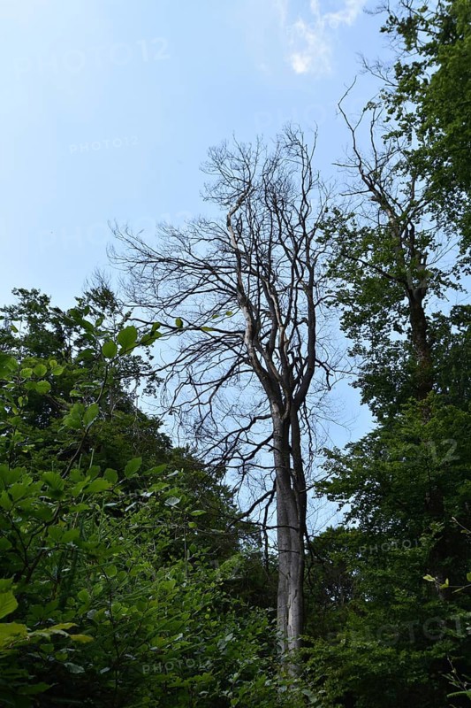 Forest dieback in the Hunsrück-Hochwald National Park with dead beech and healthy deciduous trees, Rhineland-Palatinate, Germany, Europe