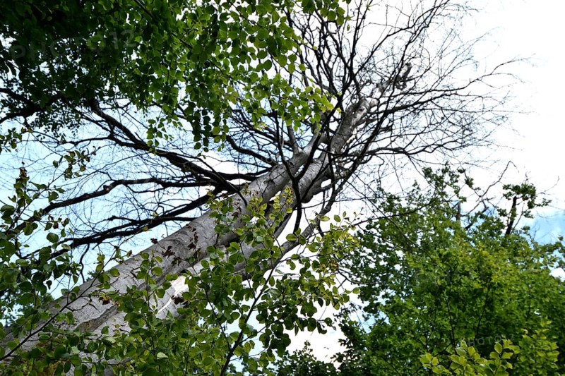 Forest dieback in the Hunsrück-Hochwald National Park with dead beech and healthy deciduous trees, Rhineland-Palatinate, Germany, Europe
