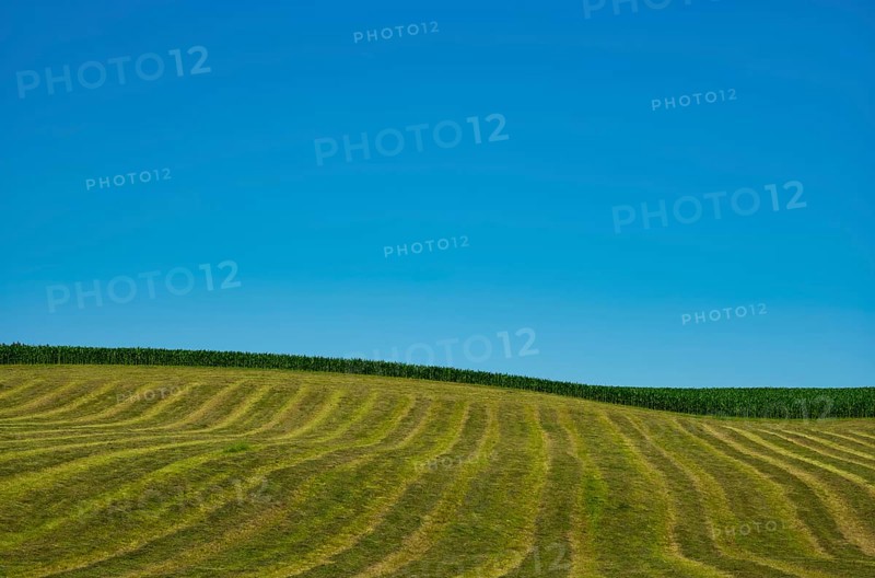 Agriculture, field, harvested, cut, structure, maize field, sky, Wental, Barholomä, Swabian Alb, Baden-Württemberg, Germany, Europe