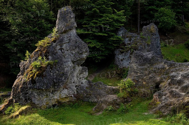 Hare, dolomite rocks, sea of rocks, Wental, Barholomä, Swabian Alb, Baden-Württemberg, Germany, Europe