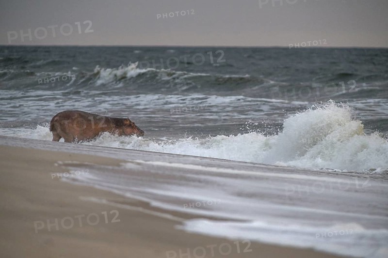 Hippopotamus (Hippopotamus amphibius) disappearing into the Atlantic Ocean, Surfing Hippos, Petit Loango, Loango National Park, Parc National de Loango, Ogooué-Maritime Province, Gabon, Africa