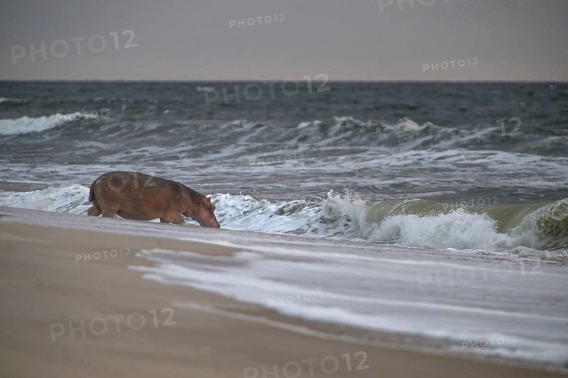 Hippopotamus (Hippopotamus amphibius) disappearing into the Atlantic Ocean, Surfing Hippos, Petit Loango, Loango National Park, Parc National de Loango, Ogooué-Maritime Province, Gabon, Africa