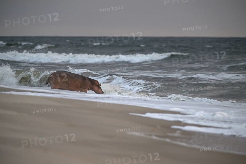 Hippopotamus (Hippopotamus amphibius) disappearing into the Atlantic Ocean, Surfing Hippos, Petit Loango, Loango National Park, Parc National de Loango, Ogooué-Maritime Province, Gabon, Africa