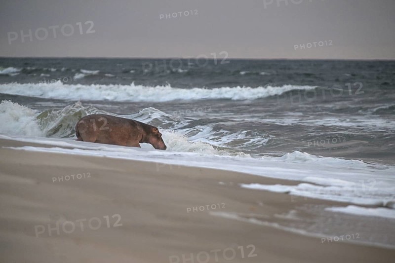 Hippopotamus (Hippopotamus amphibius) disappearing into the Atlantic Ocean, Surfing Hippos, Petit Loango, Loango National Park, Parc National de Loango, Ogooué-Maritime Province, Gabon, Africa